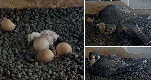 LA FOTO. Il primo pullo non si scorda mai: emozione di Pasquetta LA FOTO. Il primo pullo non si scorda mai: emozione di Pasquetta