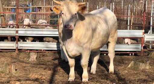 Abbiategrasso, studentessa 17enne travolta da mucca in fuga: non è grave, animale sedato Abbiategrasso, studentessa 17enne travolta da mucca in fuga: non è grave, animale sedato