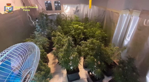 Traffico di sostanze stupefacenti tra Pavia e Zinasco: arrestate 9 persone e sequestrate quattro piantagioni di marijuana