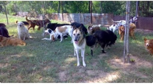 Robbio, l’Oasi Shangai chiede aiuto con una raccolta online per le profilassi del branco di cani ospitati nella struttura