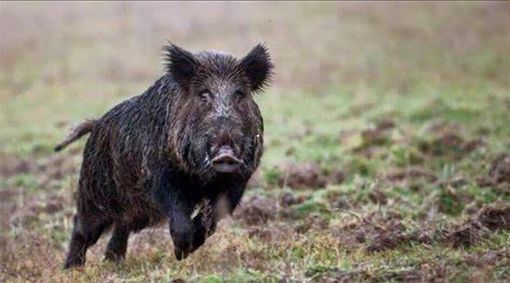 Si schianta in auto contro un cinghiale, ragazza muore nel Cremonese. Coldiretti: «In Lombardia troppi incidenti causati da questi animali»
