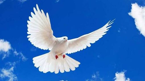 Lettere al Direttore: poesia Pasqua 2021, di Francesco Lena Lettere al Direttore: poesia Pasqua 2021, di Francesco Lena