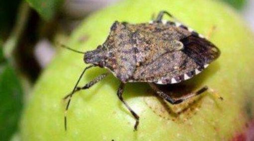 Regione Lombardia stanzia altri 3 milioni di euro per arginare il ‘flagello’ cimice asiatica