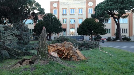 Mortara: il vento fa cadere un albero nei pressi di una scuola