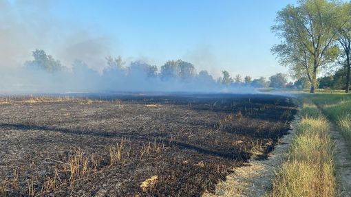 Pieve del Cairo: rogo di sterpaglie nell'area golenale del Po Pieve del Cairo: rogo di sterpaglie nell'area golenale del Po