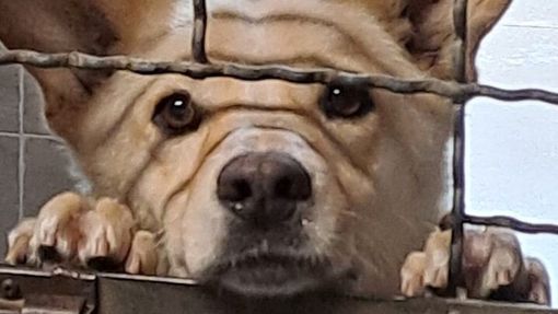 Canile "lager" scoperto nel Novarese Canile "lager" scoperto nel Novarese