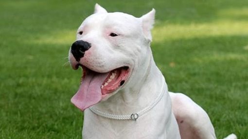 Varese, taglia le orecchie a Dogo: rischia 30mila euro di multa