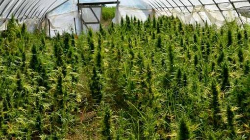 Casale Monferrato: 63enne perde il reddito di cittadinanza e si mette a coltivare marijuana Casale Monferrato: 63enne perde il reddito di cittadinanza e si mette a coltivare marijuana
