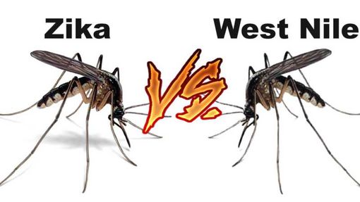 Novara, muore paziente ricoverato per il virus West Nile Novara, muore paziente ricoverato per il virus West Nile