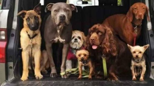 Milano, la Polizia Locale salva 34 cani denutriti Milano, la Polizia Locale salva 34 cani denutriti