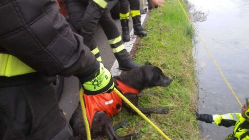 Robecco sul Naviglio: salvato dai sommozzatori il cane ‘Rambo’ caduto nel Naviglio Grande Robecco sul Naviglio: salvato dai sommozzatori il cane ‘Rambo’ caduto nel Naviglio Grande