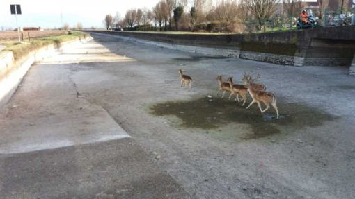 Avvistato gruppo di cervi nell’alveo del Naviglio di Bereguardo