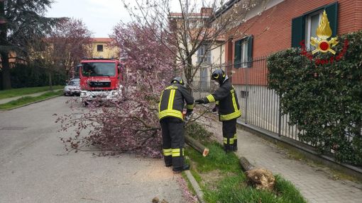 Pavia: il vento causa la caduta di alcuni alberi in città
