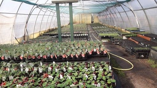 VIA LIBERA DAL GOVERNO. «La vendita di semi, piante, fiori ornamentali e in vaso e fertilizzanti è consentita» VIA LIBERA DAL GOVERNO. «La vendita di semi, piante, fiori ornamentali e in vaso e fertilizzanti è consentita»