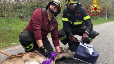 Cerbiatto cade nel Naviglio Grande a Turbigo, salvato dai Vigili del Fuoco