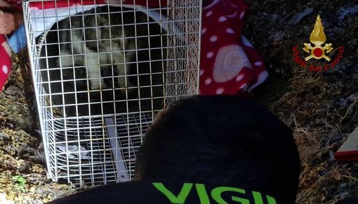 Oltrepò: gatto ferito bloccato in un canale di scolo, recuperato dai Vigili del fuoco Oltrepò: gatto ferito bloccato in un canale di scolo, recuperato dai Vigili del fuoco