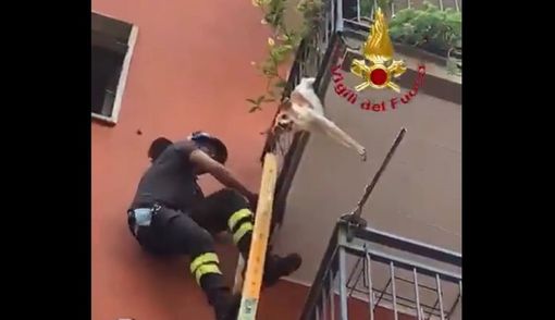 Cagnolino incastrato a testa in giù nelle inferriate del balcone ai piani alti viene salvato dai vigili del fuoco