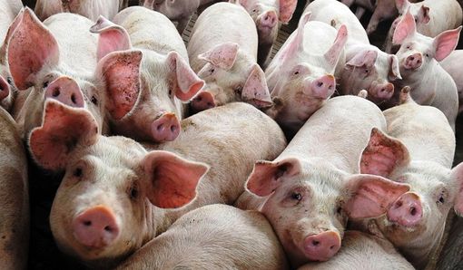 Consumi, in Gazzetta etichetta salva salumi Made in Italy, Lombardia regione leader nell’allevamento dei suini