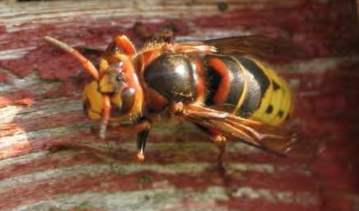 Finisce in ospedale dopo alcune punture di calabroni