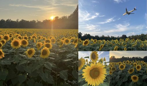 LE FOTO. Lombardia, un giorno con i girasoli. Per fermarsi e lasciarsi incantare