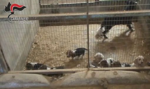 Novarese, allevamento abusivo e ‘lager’ di bulldog: sequestri e denunce Novarese, allevamento abusivo e ‘lager’ di bulldog: sequestri e denunce