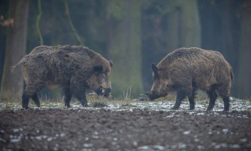 Peste suina: nel Pavese abbattuti 33mila maiali Peste suina: nel Pavese abbattuti 33mila maiali