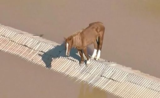 Alluvione Brasile, la storia di Caramelo: il cavallo salvato dopo ore sul tetto Alluvione Brasile, la storia di Caramelo: il cavallo salvato dopo ore sul tetto