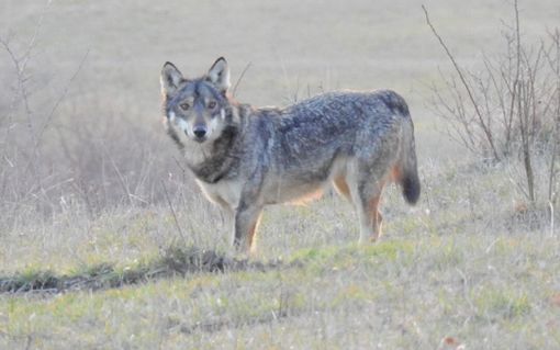 Oltrepò: avvistato un lupo alle porte di Broni, le associazioni invitano a non cedere a inutili allarmismi Oltrepò: avvistato un lupo alle porte di Broni, le associazioni invitano a non cedere a inutili allarmismi