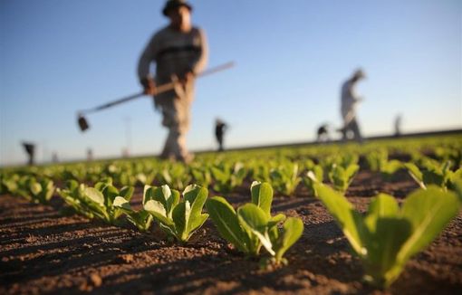 Lombardia: un sostegno concreto per le aziende agricole delle aree svantaggiate. In arrivo 17,7 milioni di euro
