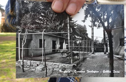 Lo zoo dei giardini di Casa Giacobbe: l’orso bruno, il lama e i daini della Magenta anni ’60, ’70 Lo zoo dei giardini di Casa Giacobbe: l’orso bruno, il lama e i daini della Magenta anni ’60, ’70