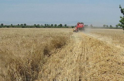 Grano, allarme su scorte e rialzo prezzi in Europa