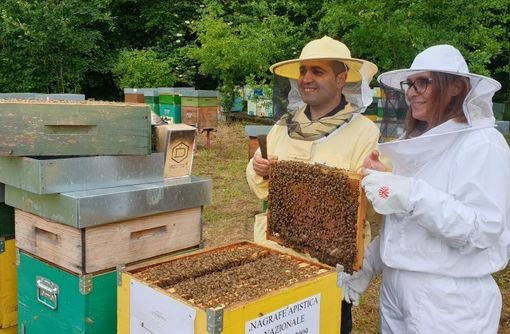Alessandro, apicoltore al centro Geraci nel Parco del Ticino: “Le api sono vita, ci indicano lo stato di salute del territorio in cui viviamo” Alessandro, apicoltore al centro Geraci nel Parco del Ticino: “Le api sono vita, ci indicano lo stato di salute del territorio in cui viviamo”