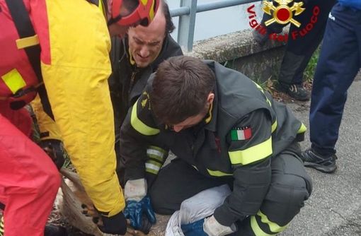 Capriolo finisce nel canale Industriale a Turbigo: salvato dai Vigili del Fuoco