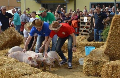 Rischio peste suina: annullato palio dei maialini a Cilavegna Rischio peste suina: annullato palio dei maialini a Cilavegna