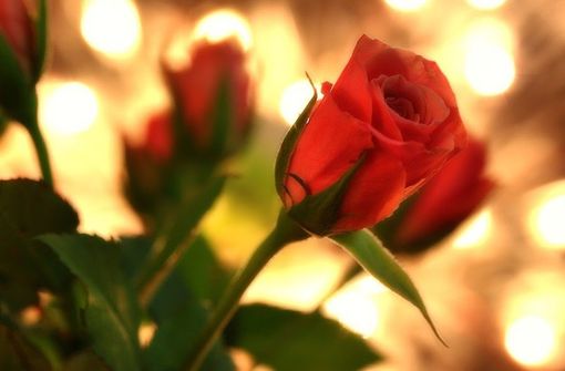 San Valentino: piante e fiori più gettonati dei cioccolatini. E non si rinuncia alla cena “fuori”