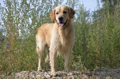 Vercelli: Sos per Adone, fuggito spaventato dopo l'incidente mortale