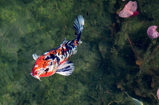 Cremonafiere ospiterà 'italian koi expo 2022'