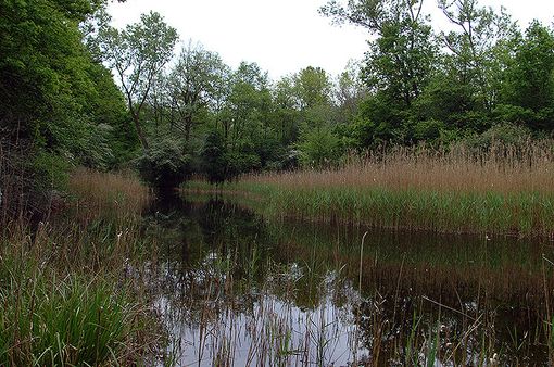 Parco Ticino: zone umide, boschi, marcite e praterie ai Geraci di Motta Visconti Parco Ticino: zone umide, boschi, marcite e praterie ai Geraci di Motta Visconti