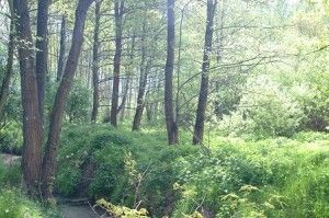 Garlasco chiede regole meno rigide da parte del Parco del Ticino per modifiche strutturali di immobili Garlasco chiede regole meno rigide da parte del Parco del Ticino per modifiche strutturali di immobili