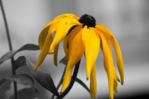 Foto: Denti Pompiani Maurizio©