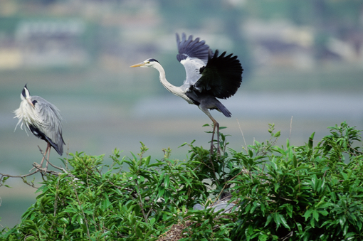Valle Ticino-Lomellina: sabato alla scoperta della Garzaia di Sant’Alessandro