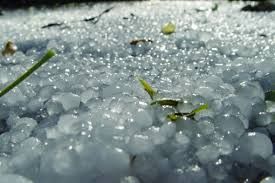 Riso, grandinata alla vigilia del raccolto Spighe “svuotate” e danni fino al 100% Riso, grandinata alla vigilia del raccolto Spighe “svuotate” e danni fino al 100%