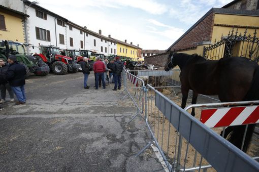 Le immagini della 37° edizione fiera agricola di Alagna Le immagini della 37° edizione fiera agricola di Alagna