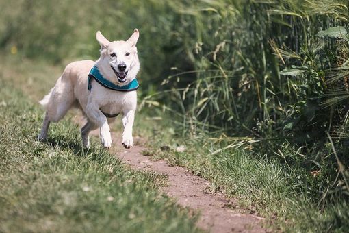 Aperti in Lombardia, anche in zona rossa, i negozi di toelettatura per gli animali domestici Aperti in Lombardia, anche in zona rossa, i negozi di toelettatura per gli animali domestici