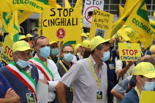 Cinghiali, novemila attacchi in dieci anni nei campi e sulle strade della Lombardia