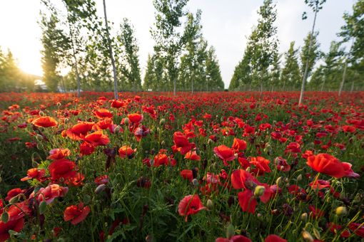 Vigevano: i papaveri nel campo della Morsella, immortalati negli scatti di Maurizio Denti Pompiani