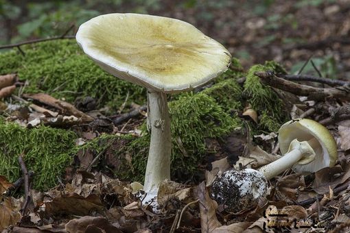 Tragedia nel Comasco: mangia funghi velenosi e muore. Gravi la moglie e la badante Tragedia nel Comasco: mangia funghi velenosi e muore. Gravi la moglie e la badante