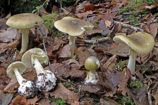 L'Amanita falloide è considerato il fungo più velenoso al mondo (foto d'archivio)