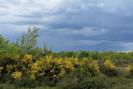 Life Drylands: via alla riqualificazione della Fagiana tra Magenta e Robecco Life Drylands: via alla riqualificazione della Fagiana tra Magenta e Robecco