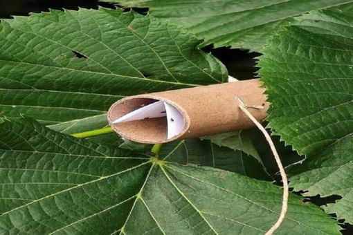 FOTONOTIZIA. Agricoltura, lotta alla cimice asiatica: ieri il primo lancio di vespa samurai FOTONOTIZIA. Agricoltura, lotta alla cimice asiatica: ieri il primo lancio di vespa samurai